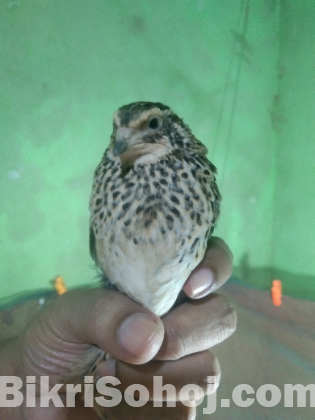 রানিং কোয়েল